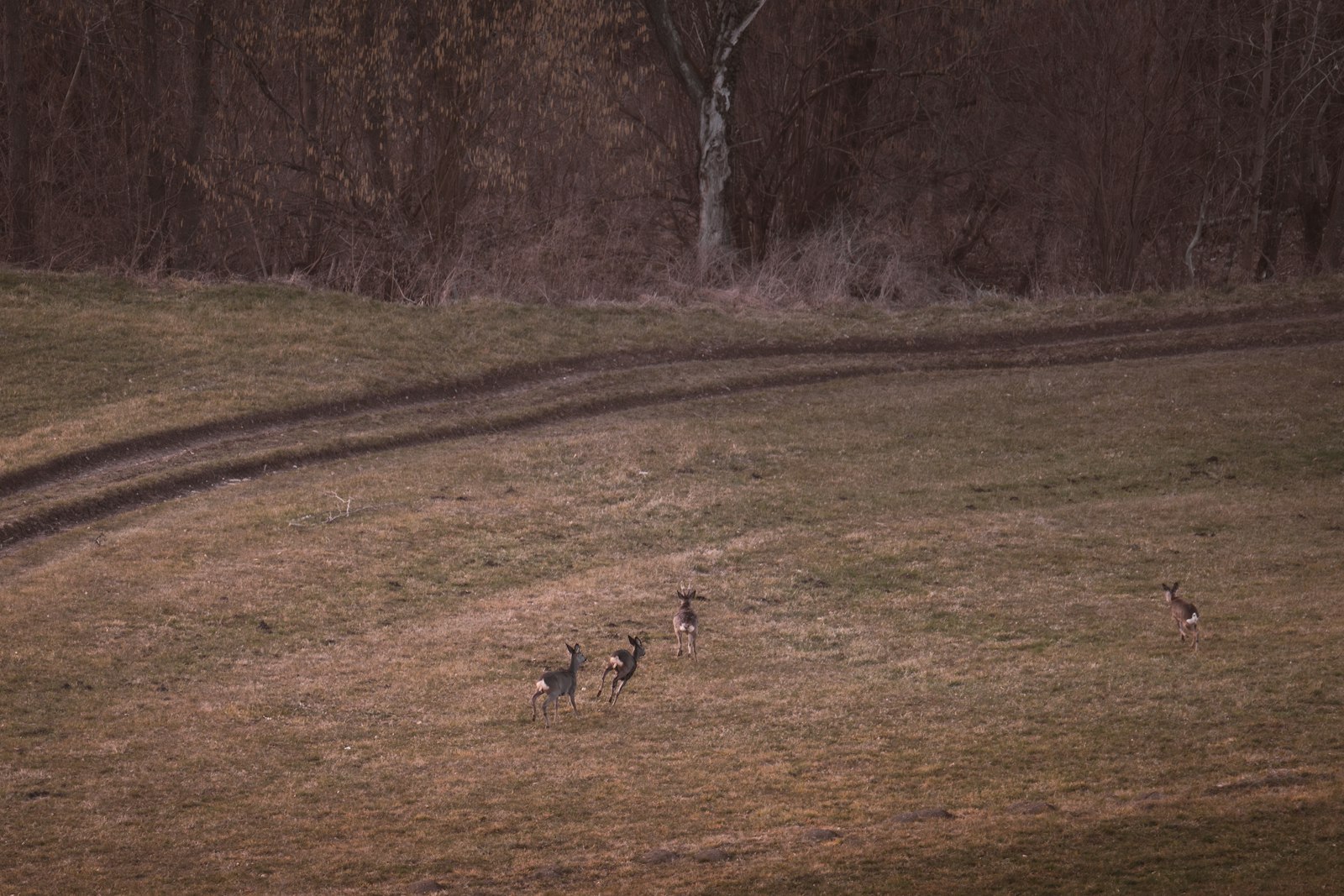 Deer crossing a winter field at dusk beside a two track farm road.